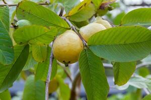 Frais goyave dans le biologique jardin plante photo