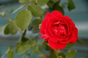 fleur de pétales rouges avec des feuilles vertes photo