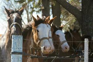 magnifique national les chevaux dans le argentin campagne photo