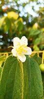 fleurs de cerisier fleurissent photo