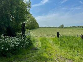 se livrer dans le sans bornes beauté de une luxuriant vert herbe champ sous le vaste étendue de une bleu ciel, une serein paradis cette apaise le âme photo