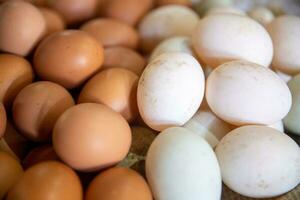 œufs bruns et blancs photo