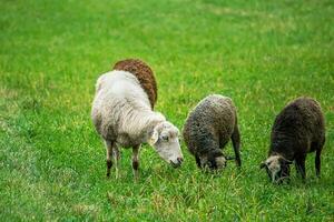 les moutons bruns de la ferme paissent dans les pâturages. troupeau de moutons mangeant de l'herbe dans le pré. photo