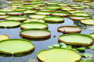 gros lotus feuille , lis lotus dans le poudré marais à Extérieur lotus champ. vert lotus feuille photo