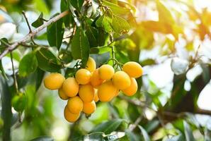 marian prune fruit dans marian prune arbre dans le jardin tropical fruit verger, Nom dans Thaïlande sucré Jaune marian prune maprang plango ou mayong chid photo