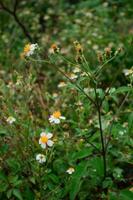 champ de marguerites sur une ensoleillé journée bokeh Contexte photo