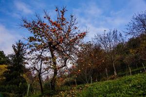 kaki sur prairie photo