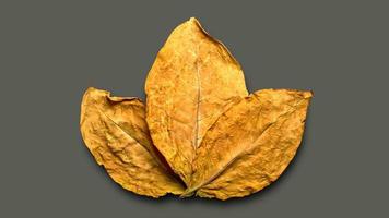 feuilles de tabac sec sur fond