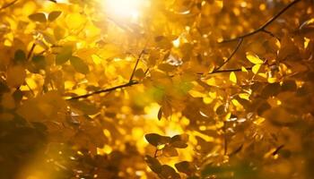 vibrant l'automne érable feuilles éclat dans lever du soleil d'or lumière généré par ai photo