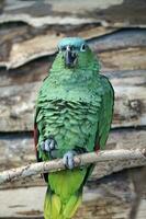 vert amazone perroquet se percher sur une branche photo