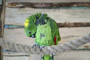 vert amazone perroquet se percher sur une corde photo