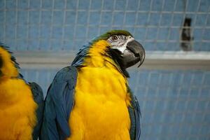 un bleu et Jaune ara - fermer photo