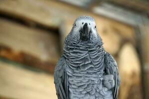 africain gris perroquet - de face vue photo