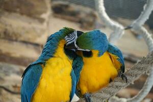 deux bleu et Jaune aras se percher sur une corde photo