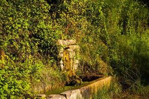fontaine dans la végétation photo