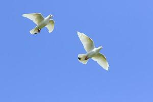 deux blanc plume retour Pigeon en volant milieu air contre magnifique clair bleu ciel photo