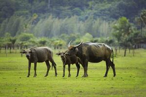 famille de l'eau buffle permanent sur vert herbe, champ parmi il pleut temps photo