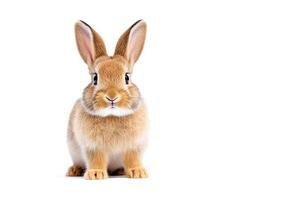 ai génératif. marrant lapin sur blanc photo