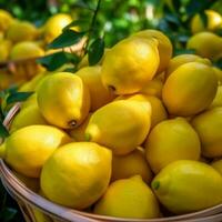 Les agriculteurs' marché Frais juteux citrons. ai photo