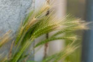 vert herbes sur une maison mur dans sélectif concentrer photo