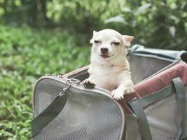marron chihuahua chien permanent dans rose en tissu voyageur animal de compagnie transporteur sac sur vert herbe, souriant et strabisme yeux, prêt à Voyage. sûr Voyage avec animaux. photo