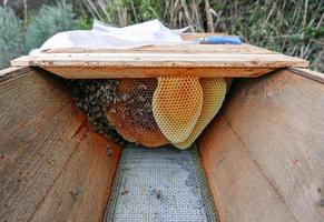 ruche d'abeilles pour la production de miel photo