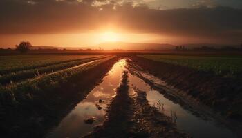 le coucher du soleil plus de rural cultiver, tranquille beauté dans la nature généré par ai photo