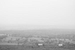 Deux moutons blancs sur terrain en herbe photo