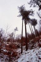 neige dans la montagne en hiver photo