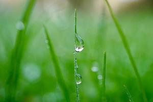 tomber sur l'herbe verte les jours de pluie