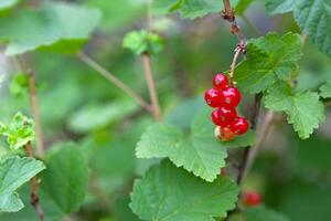 des fruits de le groseille - ribes rubrum photo