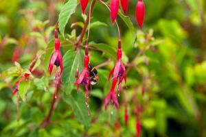 bourdon rassemblement une fuchsia fleur photo