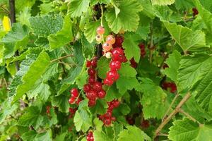 des fruits de le groseille - ribes rubrum photo