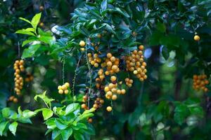 des fruits de le fleurs du ciel - duranta erecta photo