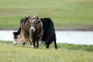 deux national yaks pâturage dans le steppes de Mongolie photo