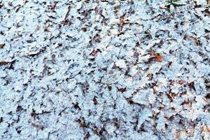 congelé feuilles sur le sol photo