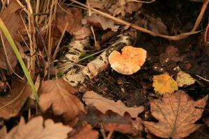 bardeau hérisson champignon dans le les bois photo