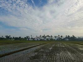 paysage vue de plante Jeune riz des champs croissance dans le Matin avec bleu ciel Contexte à ferme dans lombok île, Indonésie photo