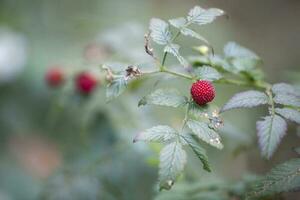 des fruits de le framboise - rubus Idée photo