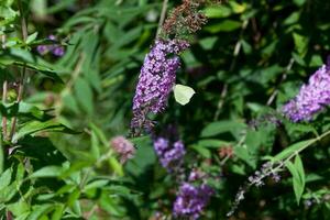 commun soufre papillon sur le fleur de une papillon-buisson photo
