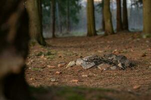 Feu dans le forêt photo