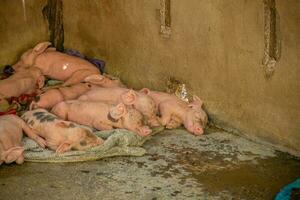 porcelet sur une ferme souillé photo