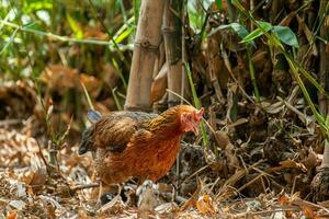 proche en haut poulet sur le ferme photo