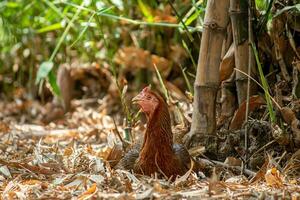 proche en haut poulet sur le ferme photo