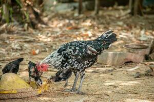 mère poule et sa Jeune à la recherche pour aliments. photo