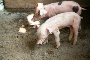 porcelet sur une ferme souillé photo