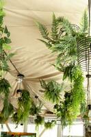 café intérieur avec éléments de biophilique conception. le plafond est décoré avec pendaison intérieur les plantes. le concept de biophilie photo