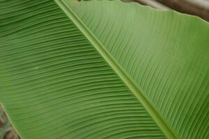 une feuille de une vert plante dans fermer, macro la photographie. photo