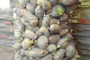 une sac de germé patates cette avoir été stockée pour une longue temps. photo