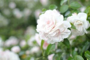 whire Rose buisson Extérieur, floral carte photo